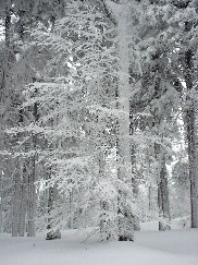 Zieleniec 2003